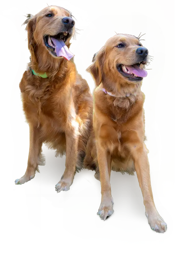 The Pups, Head of Morale